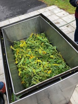 画像4: Goldenrod-ゴールデン・ロッド- ハーバルウォーター30ml