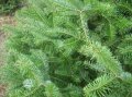 【数量限定販売】 Balsam Fir-バルサム・ファー-（オーガニック）