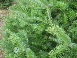 画像1: 【数量限定販売】 Balsam Fir-バルサム・ファー-（オーガニック）