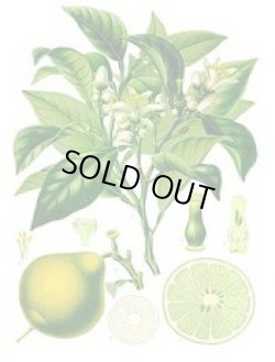 画像1: 【数量限定販売】 Bergamot-ベルガモット-