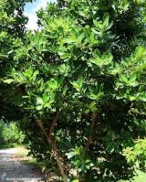 Calophyllum-カロタ油（カロフィラム油）-