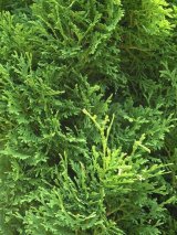 【数量限定販売】 Arborvitae=Thuya-アーボビタエ＝ツヤ（ホワイトシダー）-（オーガニック）