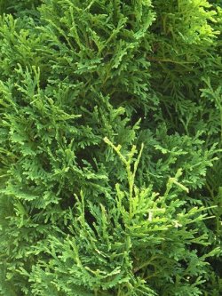 画像1: 【数量限定販売】 Arborvitae=Thuya-アーボビタエ＝ツヤ（ホワイトシダー）-（オーガニック）