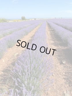 画像7: 【数量限定販売】 Lavender Vera-ラベンダー・ヴェラ-