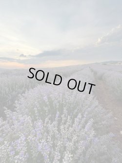 画像8: 【数量限定販売】 Lavender Vera-ラベンダー・ヴェラ-