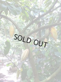 画像2: クリオロカカオティー ノンカフェイン・ノンカロリーハーブティー ティーパック