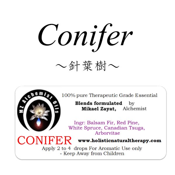 画像1: Conifer-コニファー（針葉樹）- (1)