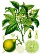 画像1: 【数量限定販売】 Bergamot-ベルガモット- (1)